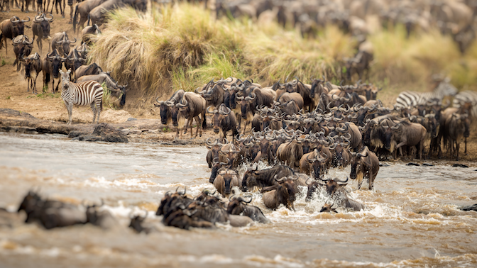 Great Migration in Kenya