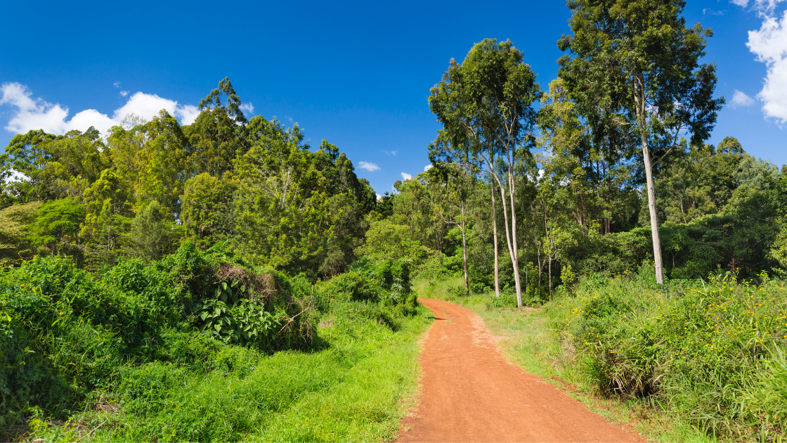 Karura Forest, Nairobi | The Complete Guide